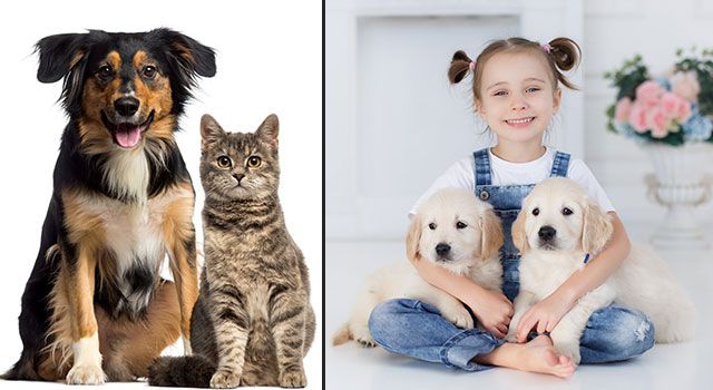 Evde Kedi Köpek Kavgasına Son Vermek Mümkün Mü?