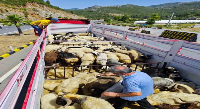 Gazipaşada kurbanlıklar denetlendi