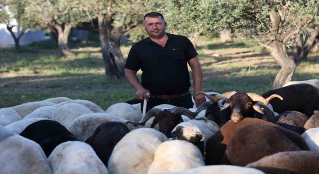 Geçtiğimiz yıl kurban satışının sessiz geçtiği deprem bölgesinde kurban hareketliliği başladı