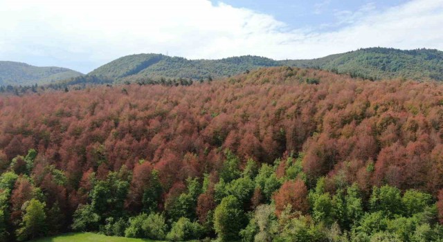 Haziran ayında sonbahar manzarası: Ormanlar kahverengiye büründü
