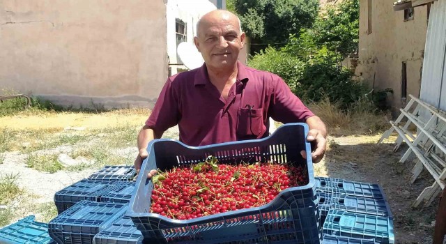 Hisarcıkta vişne alımlarına başlandı