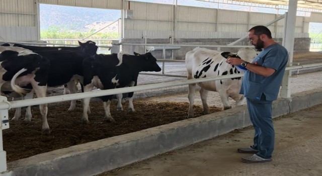 İthal süt sığırlarının karantina işlemleri başladı