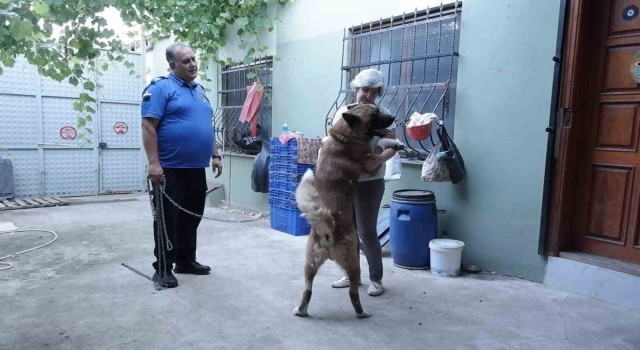 Kedi ve köpekleri için bahçeli ev kiraladılar, hepsinin ayrı odası var