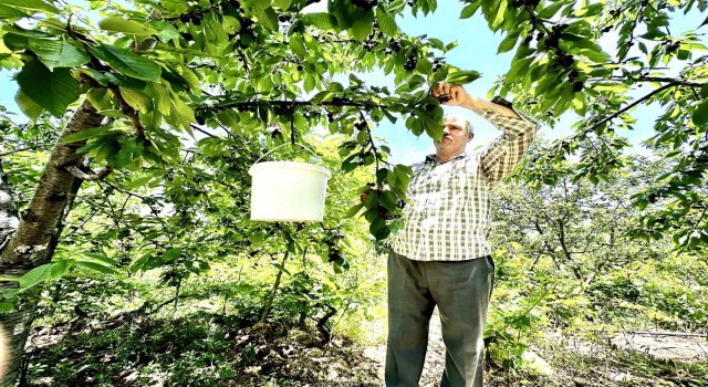 Kiraz üreticisi günlük 2 bin TLye işçi bulamıyor