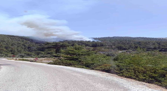 Milasta orman yangını