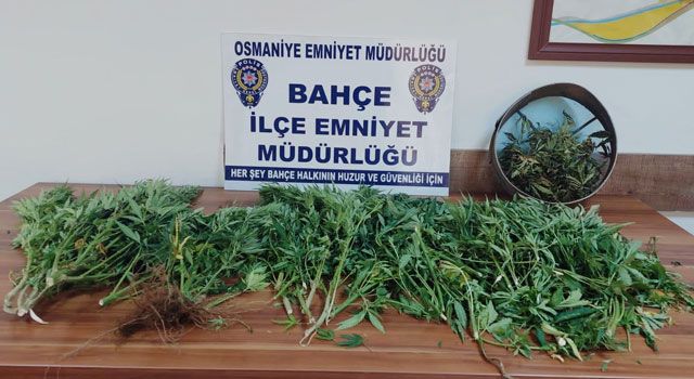 Osmaniye’de Uyuşturucu Operasyonu: 34 Kök Hint Keneviri Ele Geçirildi