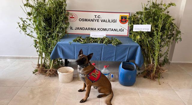 Osmaniye'de Uyuşturucu Operasyonu: 8 Gözaltı