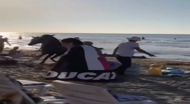 Şile plajına getirilen atlar insanların arasına daldı