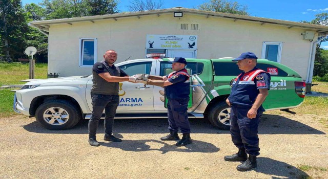 Sinopta yaralı martı tedavi altına alındı