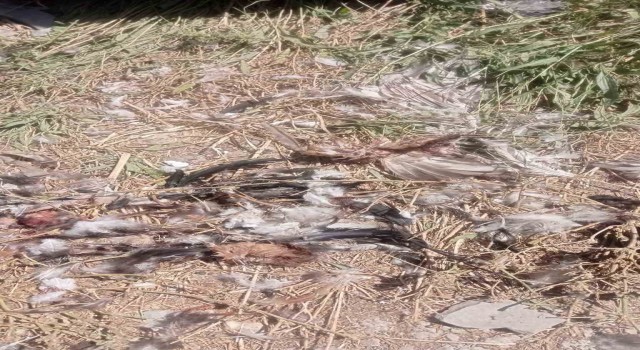 Şırnakta sokak köpekleri 40 tavuğu telef etti