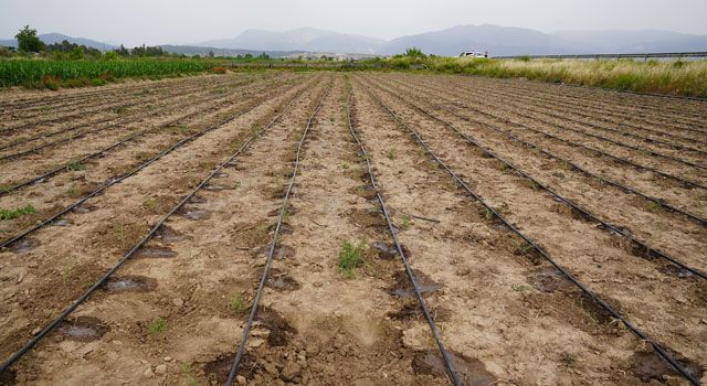 Tarım Arazilerinin Etkin Kullanımı Meyvelerini Veriyor
