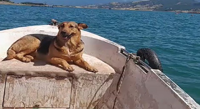 Tokatta sevimli köpeğin sandal turu gülümsetti