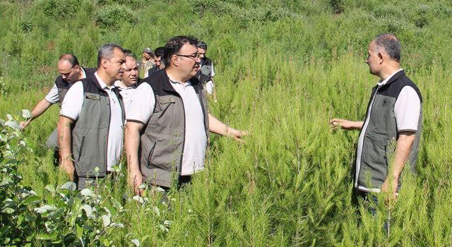 Yanan Ormanlık Alanlar Yeniden Hayat Buluyor