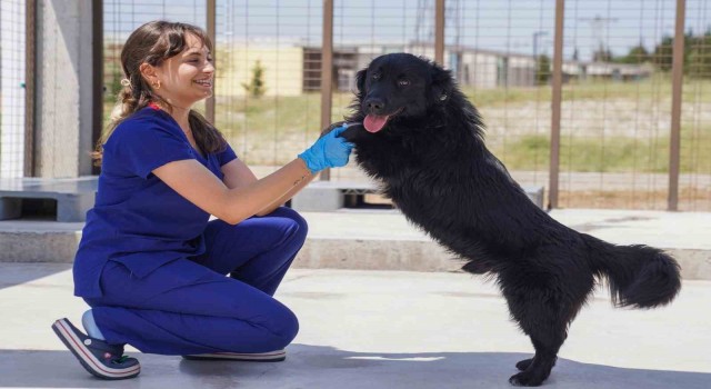 Yılın ilk 6 ayında İzmirdeki barınaklardan 500 köpek sahiplendirildi