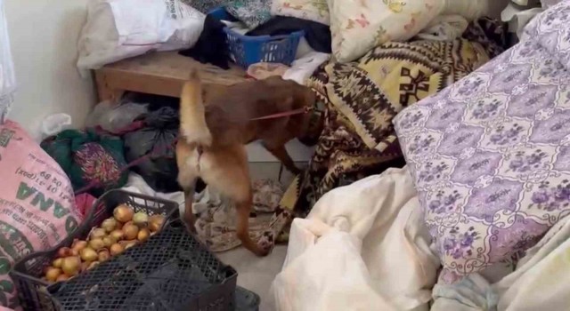 7 kilo esrar yakalatan şüpheli: İçimlik alacaktık, uygun verince 4 arkadaş toplu aldık