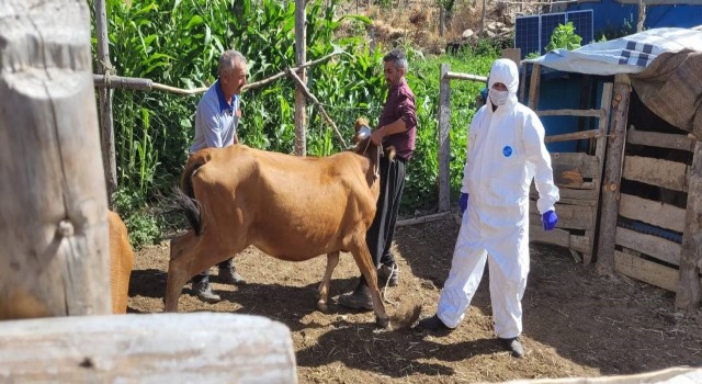 Adana'da Şarbon Alarmı : Yetkililer Harekete Geçti