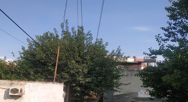 Ağaca Temas Eden Elektrik Telleri Tehlike Saçıyor