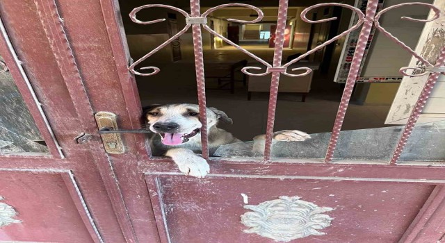 Antakyada okul binasında mahsur kalan köpek kurtarıldı