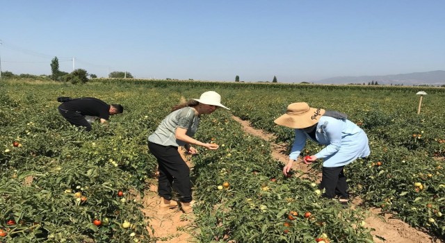 Aydında domates yetiştiriciliği EKÜY projesiyle güvende