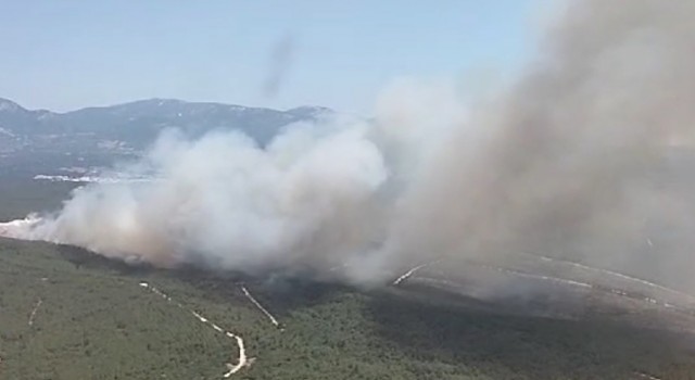 Bucada orman yangını