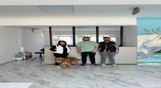Çayırovada 70 sokak hayvanı yeni yuvalarına kavuştu