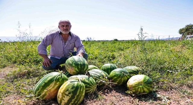 Denizlide üreticinin elinde kalan karpuzları büyükşehir aldı