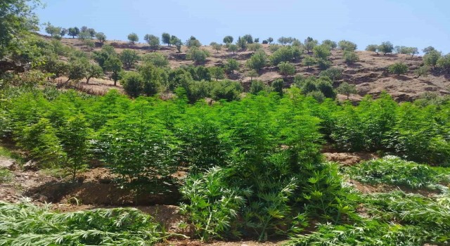 Diyarbakırda 1 milyon 459 bin kök kenevir ve skunk ele geçirildi