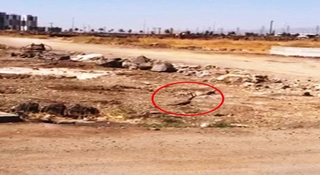 Diyarbakırda siyah yılanların dansı görüntülendi