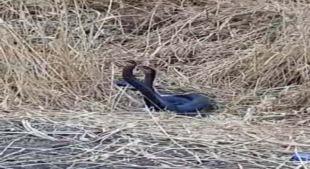 Diyarbakırda yılanların dansı görüntülendi