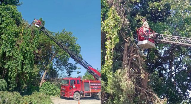 Fırtınadan Zarar Gören Ağaçlar Budandı