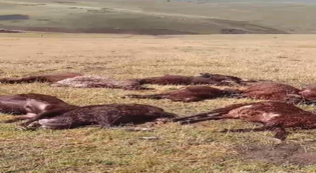 Iğdırda yıldırım düşmesi sonucu, 2 kardeş yaralandı 20 koyun telef oldu