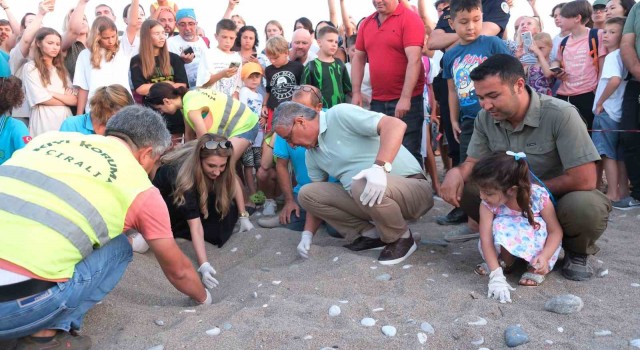 Kemerde son 30 yılın yavrulu caretta caretta rekoru bekleniyor