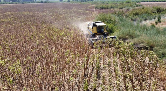 Kuraklık Adana'da Ayçiçeğini Vurdu: Rekolte yarı yarıya Düştü
