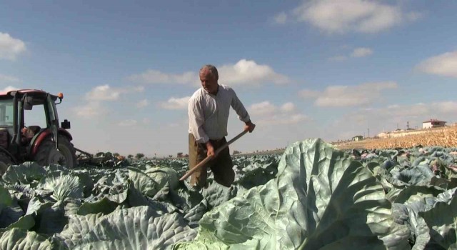 Niğdede turfanda lahana hasadına başlanıldı