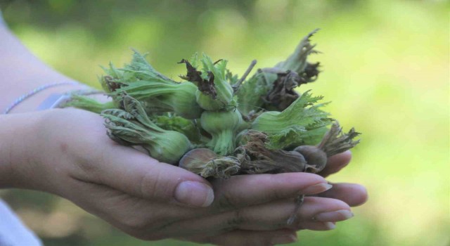 Orduda 2 ilçede sel ve heyelan sonrası fındık bahçeleri zarar gördü