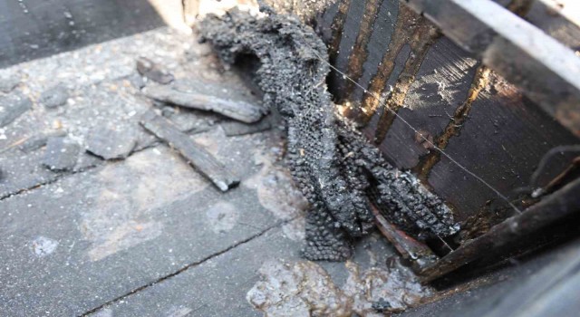 Orman yangınında 15 kovan arı telef oldu