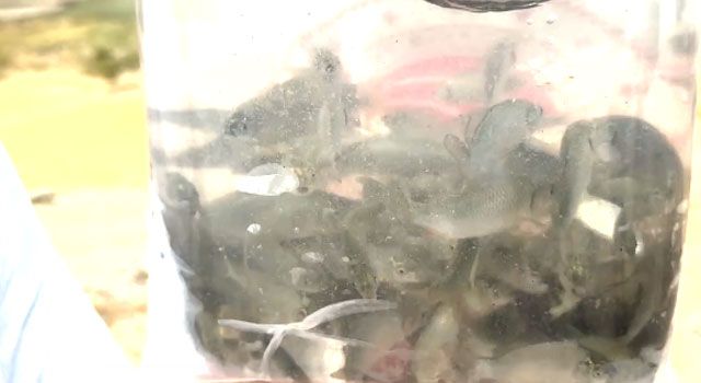 Tarım Müdürlüğü'nden Balıklandırma Projesine Büyük Destek