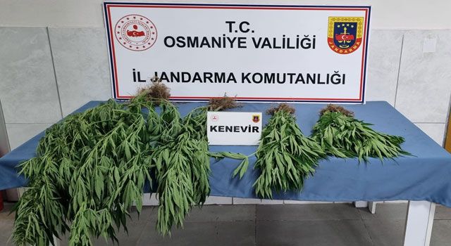Osmaniye Jandarmasından Uyuşturucu Operasyonu