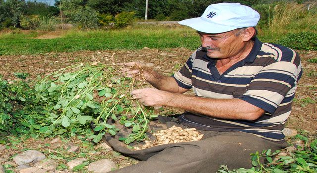 Osmaniye Yer Fıstığı Avrupa Birliği'nde Tescillendi