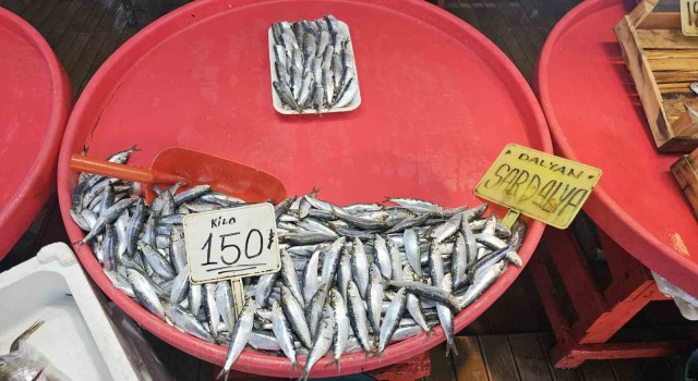 Bandırma'da mevsim balığı olan sardalyaya yoğun talep