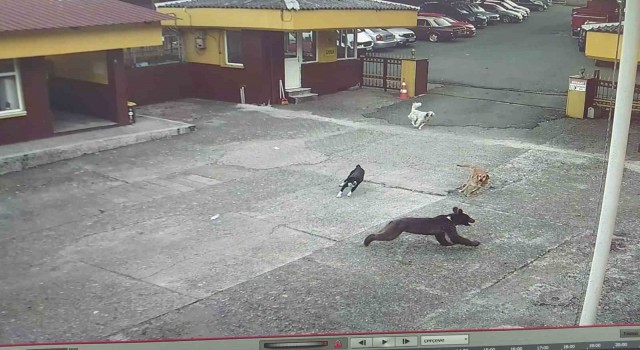 Rizede çay fabrikasına giren yavru ayıyı köpekler kovaladı