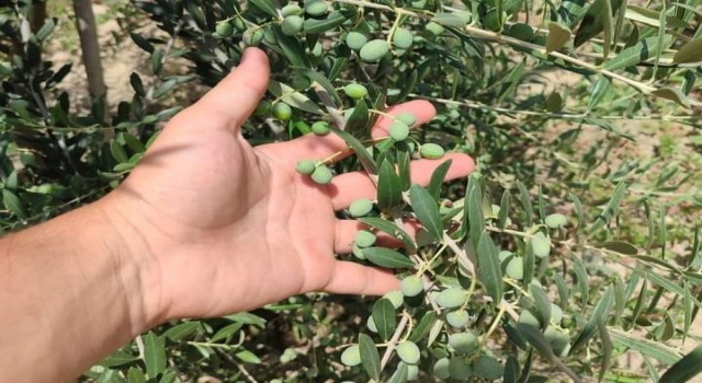 Sarıgöllü genç girişimci bodur zeytin türünü sevdirdi