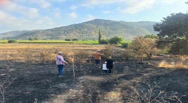 Sökede yangından etkilenen 500 dekarlık zeytinlik alanında hasar tespiti yapıldı