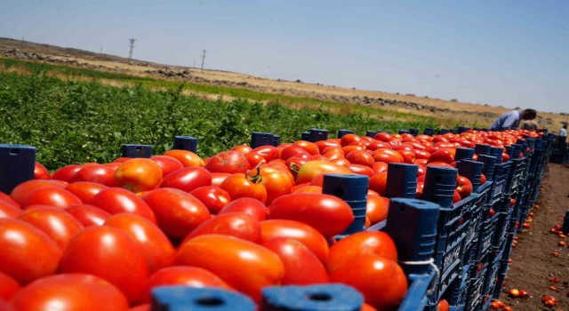 Tarlada 5 TLden satılan domatesin kavurucu sıcak altında hasadı başladı