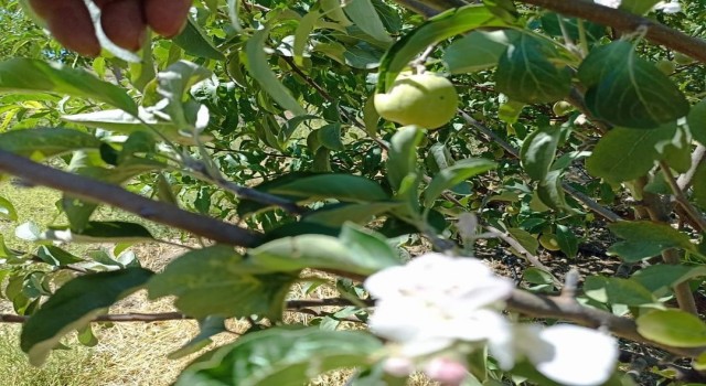 Tuncelide elma ağacı, üzerinde meyve varken aynı zamanda çiçek açtı