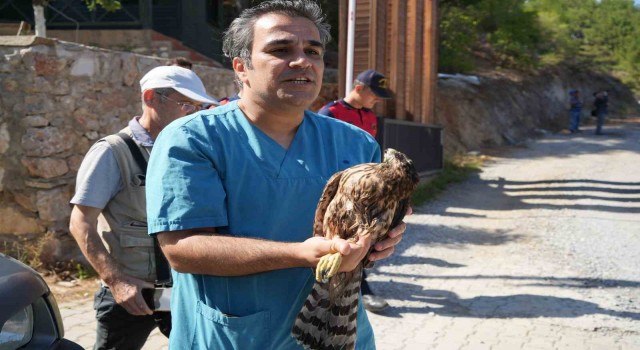 Yaralı bulunan kızıl şahin tedavisinden sonra Kazdağlarına salıverildi