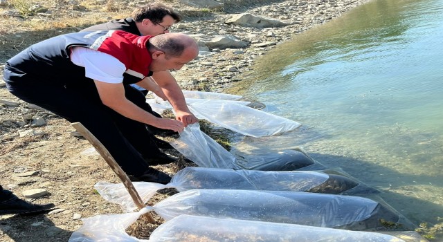 750 bin sazan yavrusu Tekirdağdaki göletlere bırakılacak
