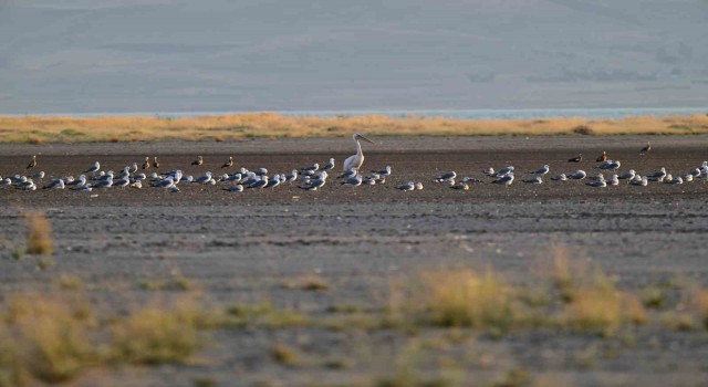 Ak Pelikan 40 sonra Vanda görüldü