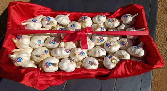 Altundan Araban Sarımsağı ile ilgili bilgi