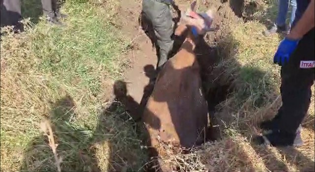 Batmanda bataklığa saplanan inek itfaiye ekipleri tarafından kurtardı